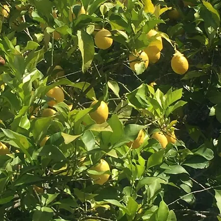 Quinta Do Ladario בית נופש *